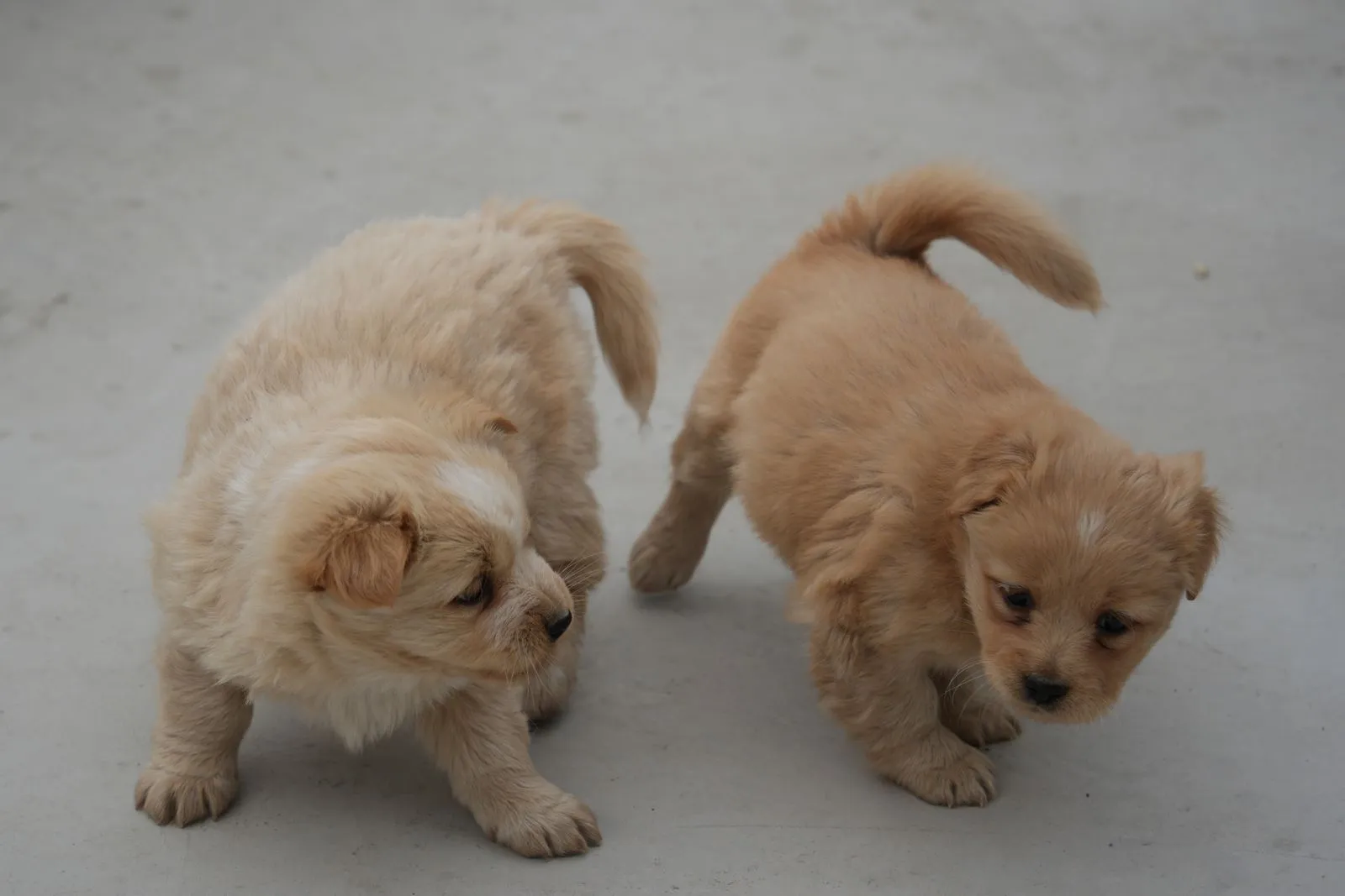 Two cute fluffy puppies playing on a smooth surface, showcasing playful and joyful behavior.